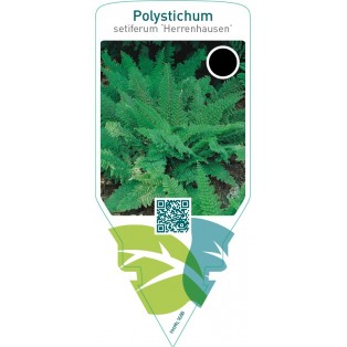 Polystichum setiferum ‘Herrenhausen’