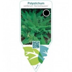 Polystichum setiferum ‘Herrenhausen’