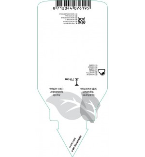 Etichette di Polystichum setiferum ‘Herrenhausen’ *