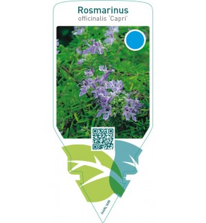 Rosmarinus lavandulaceus ‘Capri’