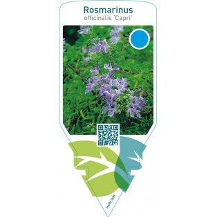 Rosmarinus lavandulaceus ‘Capri’