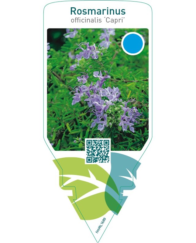 Rosmarinus lavandulaceus ‘Capri’