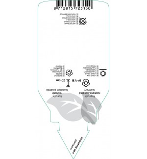 Etichette di Rosmarinus lavandulaceus ‘Capri’ *