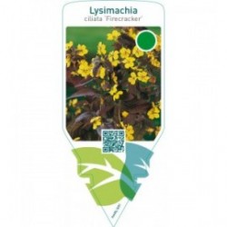 Lysimachia ciliata ‘Firecracker’