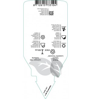 Etichette di Lysimachia ciliata ‘Firecracker’ *