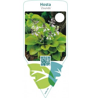 Hosta ‘Zounds’