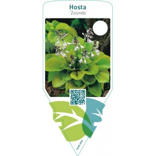 Hosta ‘Zounds’