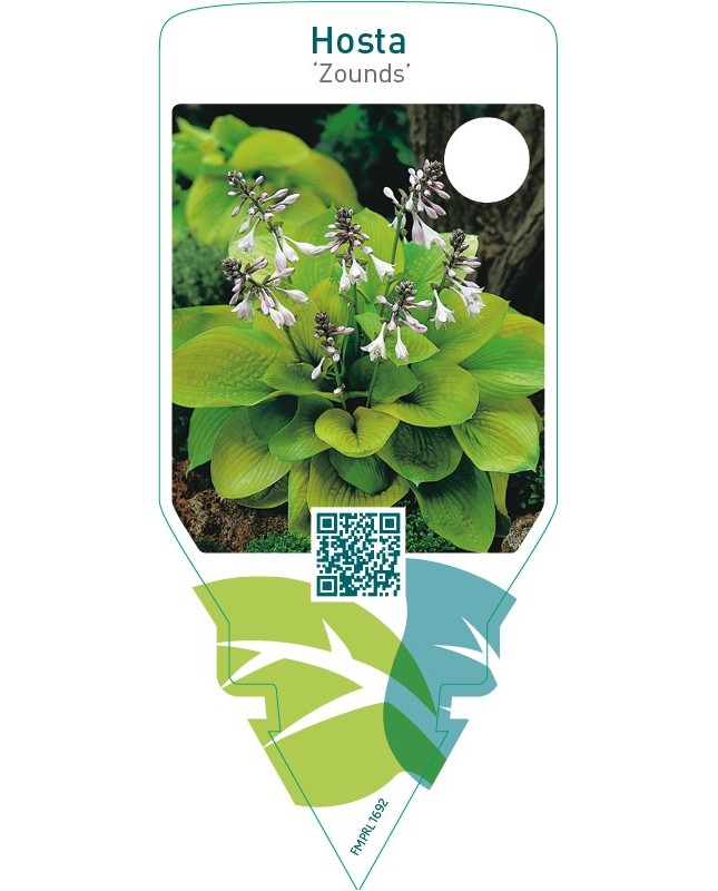 Hosta ‘Zounds’