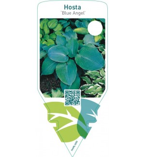 Hosta ‘Blue Angel’