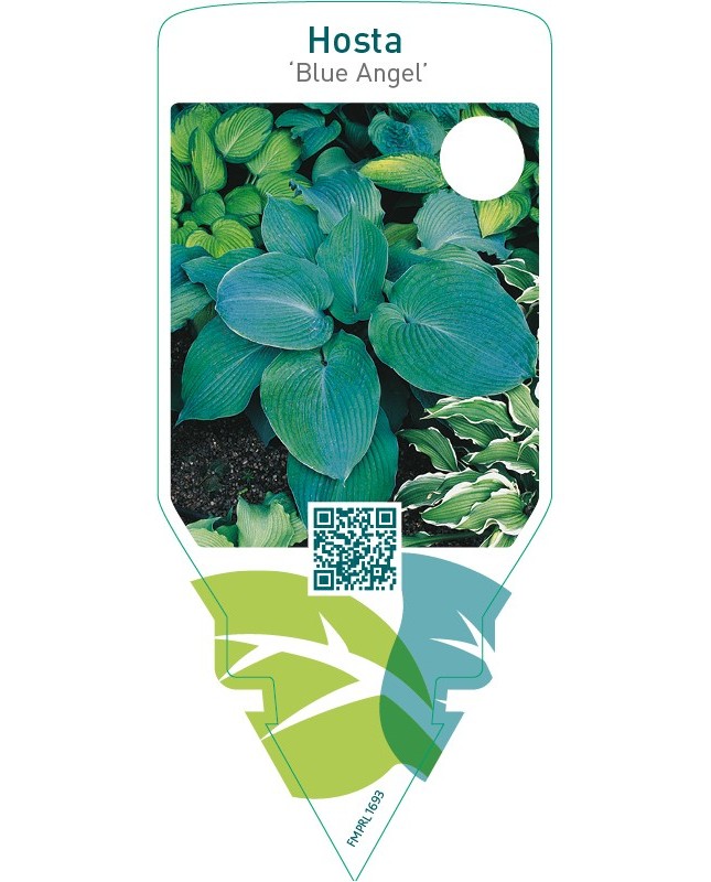 Hosta ‘Blue Angel’