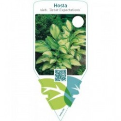 Hosta sieboldiana ‘Great Expectations’