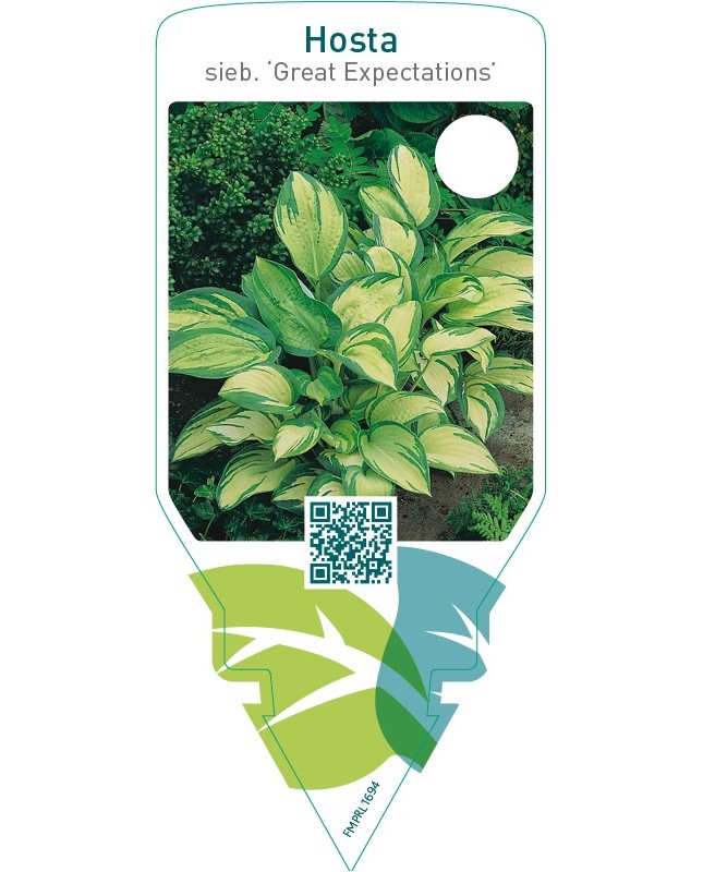 Hosta sieboldiana ‘Great Expectations’