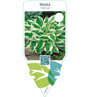 Hosta ‘Patriot’