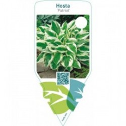 Hosta ‘Patriot’