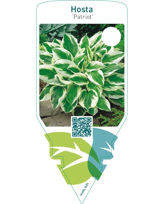 Hosta ‘Patriot’