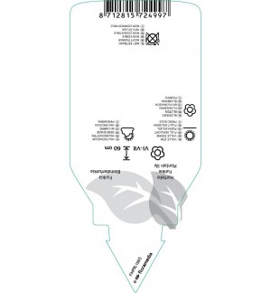 Etichette di Hosta ‘Patriot’ *