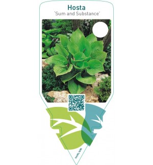 Hosta ‘Sum and Substance’