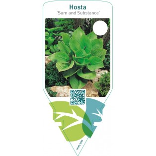 Hosta ‘Sum and Substance’