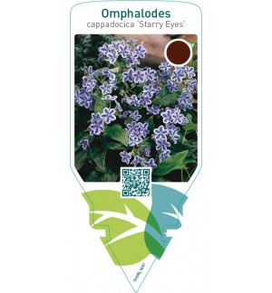 Omphalodes cappadocica ‘Starry Eyes’