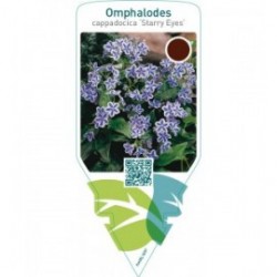 Omphalodes cappadocica ‘Starry Eyes’