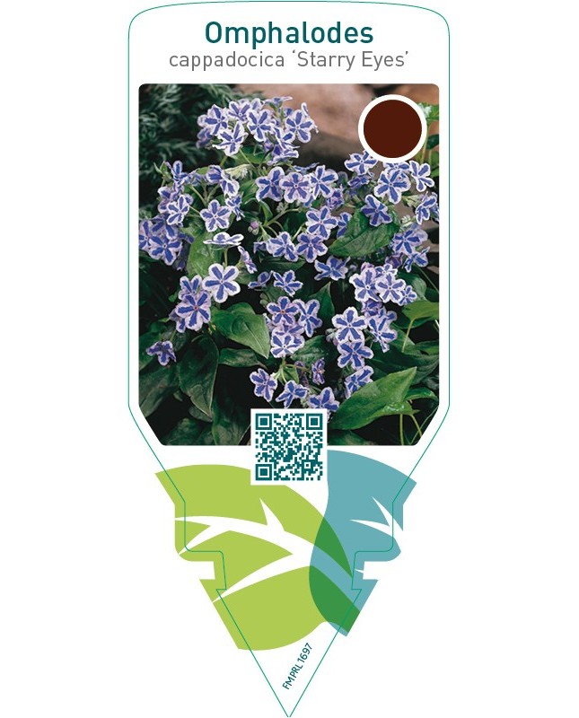 Omphalodes cappadocica ‘Starry Eyes’