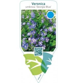 Veronica peduncularis ‘Georgia Blue’
