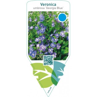 Veronica peduncularis ‘Georgia Blue’