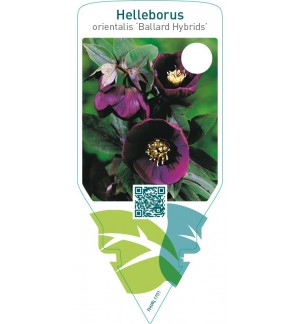 Helleborus orientalis ‘Ballard Hybrids’