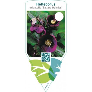 Helleborus orientalis ‘Ballard Hybrids’