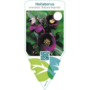 Helleborus orientalis ‘Ballard Hybrids’