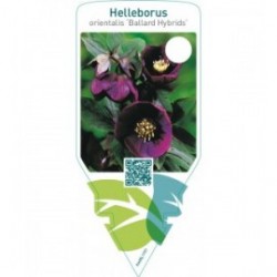 Helleborus orientalis ‘Ballard Hybrids’