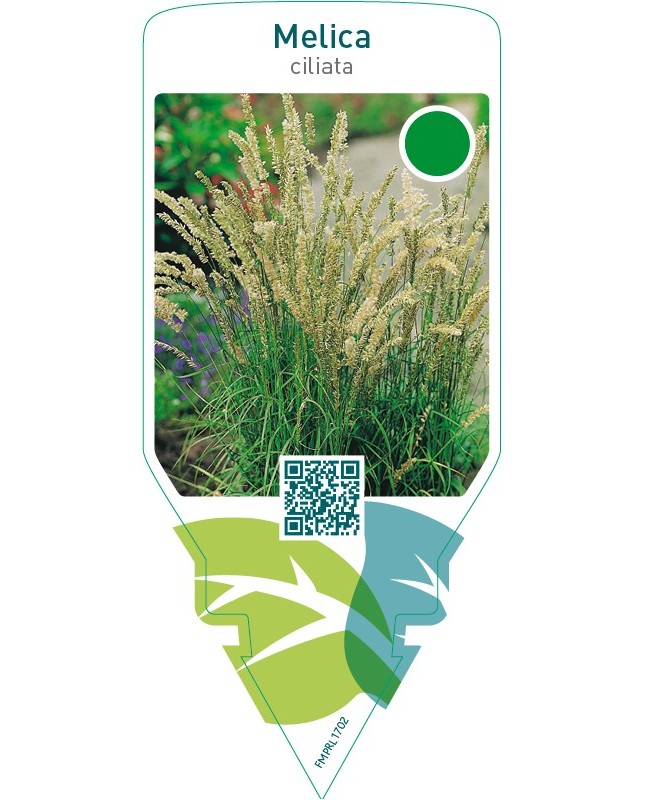 Melica ciliata