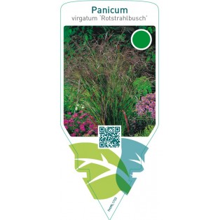 Panicum virgatum ‘Rotstrahlbusch’