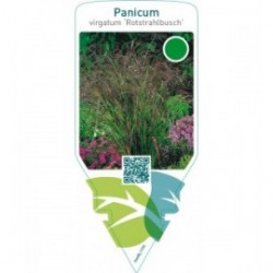 Panicum virgatum ‘Rotstrahlbusch’
