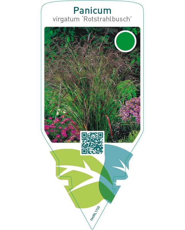 Panicum virgatum ‘Rotstrahlbusch’