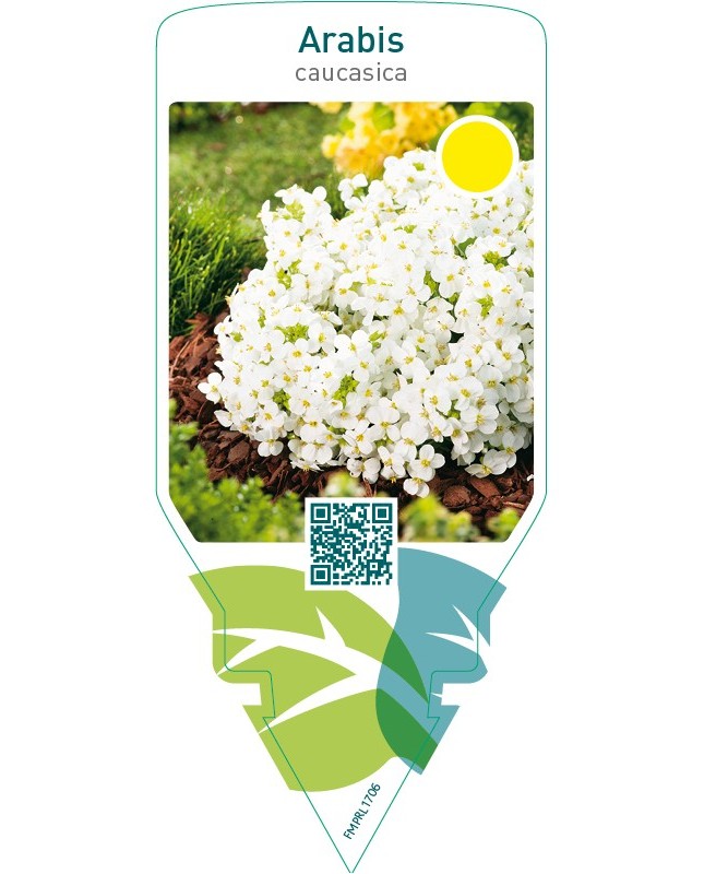 Arabis caucasica