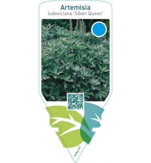 Artemisia ludoviciana ‘Silver Queen’
