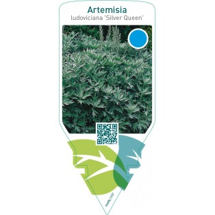 Artemisia ludoviciana ‘Silver Queen’