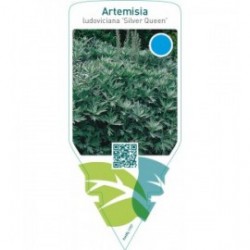 Artemisia ludoviciana ‘Silver Queen’