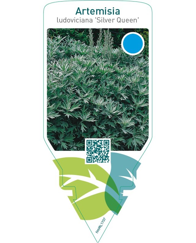 Artemisia ludoviciana ‘Silver Queen’