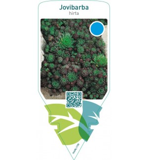 Jovibarba hirta