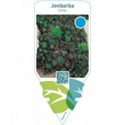 Jovibarba hirta