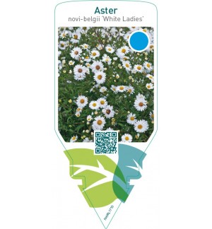 Aster  novi-belgii ‘White Ladies’