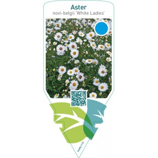 Aster  novi-belgii ‘White Ladies’