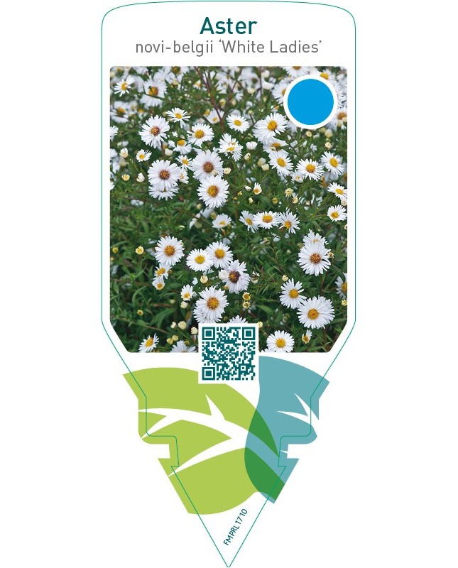 Aster  novi-belgii ‘White Ladies’