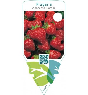 Fragaria ‘Gorella’