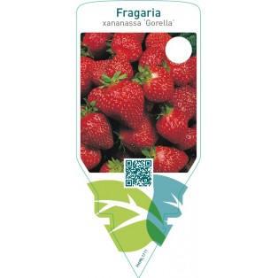 Fragaria ‘Gorella’