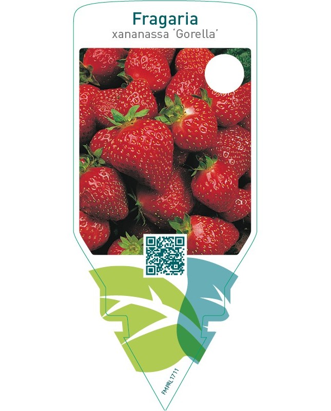 Fragaria ‘Gorella’