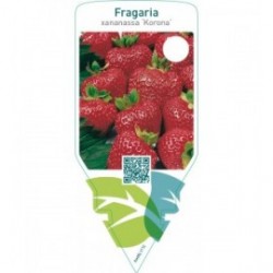 Fragaria ‘Korona’