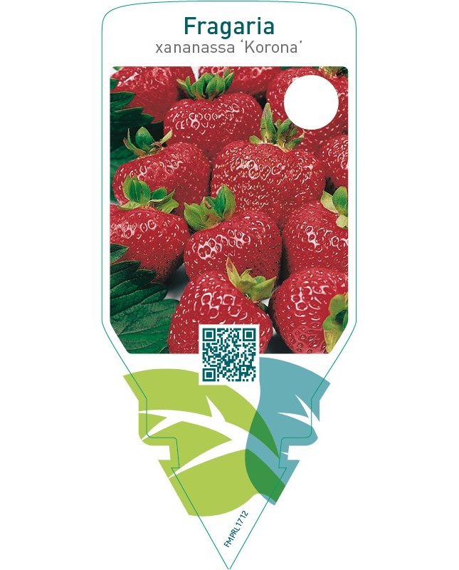 Fragaria ‘Korona’